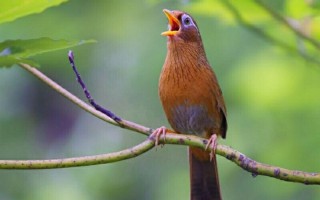 Top các loài chim cảnh phổ biến nhất Việt Nam